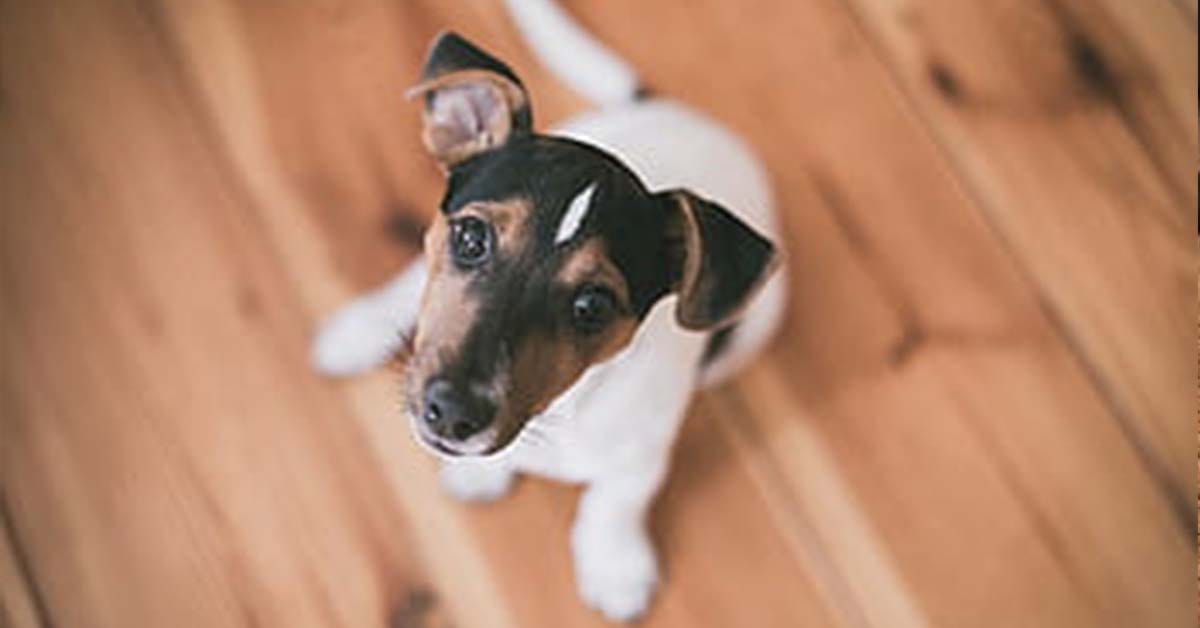How to Remove Pet Stains From Hardwood Floors